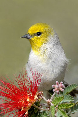 Southwestern Verdin