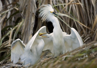 Wing of protection.(Snowy Egrets)