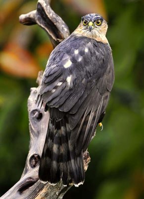 Female Sharp-Shinned Hawk