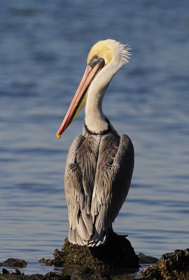 Brown Pelican
