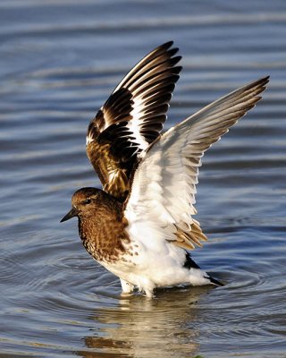 Black Turnstone