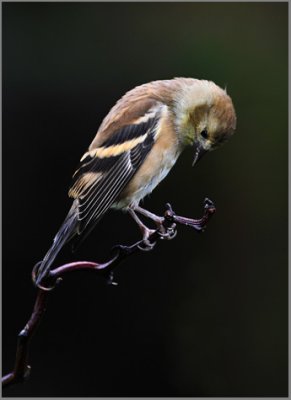 Goldfinch