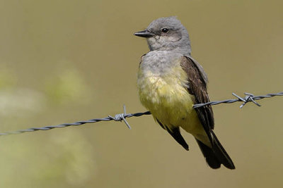 Western Kingbird
