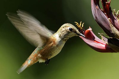Female Allens Hummingbird