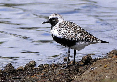 Male Black-Bellied Plover