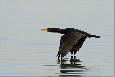 Cormorant