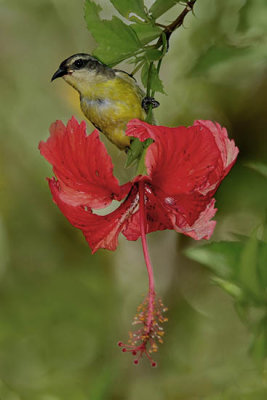 Bananaquit on Hibiscus blossom