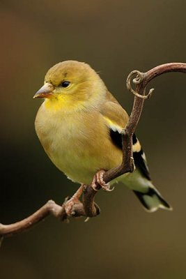 Lesser Goldfinch