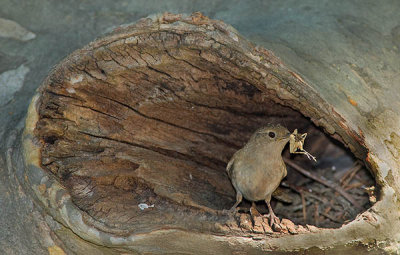 House Wren