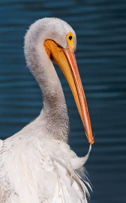 White Pelican preening