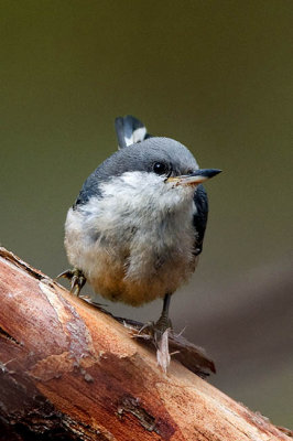Pypmy Nuthatch