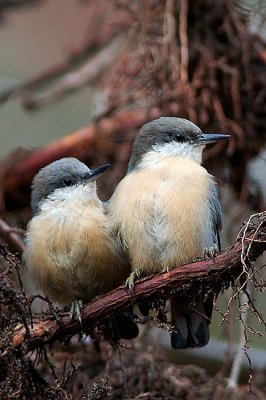 Pygmy Nuthatch fledling and adult