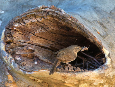 House Wren with insect.