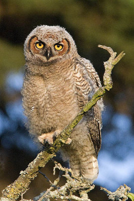 Juvenile Great Horned Owl