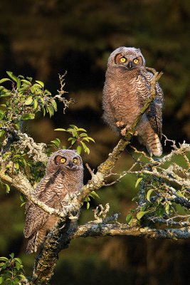 Juvenile Great Horned Owls in tree