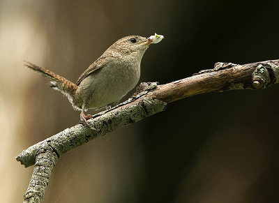 House Wren with Spittlebug