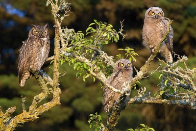 Great Horned Owl family