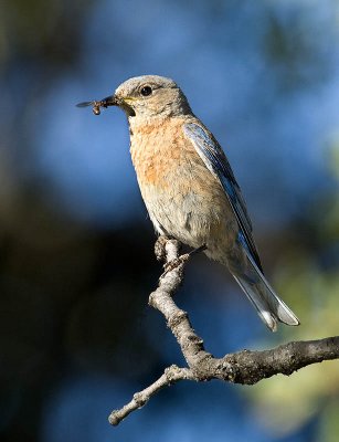 Female Western Bluebird with insect