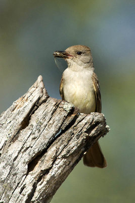Ash-Throated Flycatcher with insect