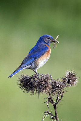 Male Western Bluebird with insect