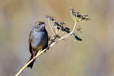 Golden Crown Sparrow on fennel