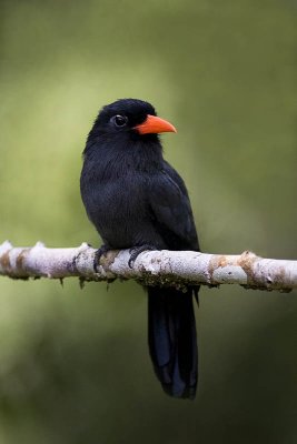 Black-fronted Nunbird