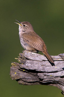 House Wren