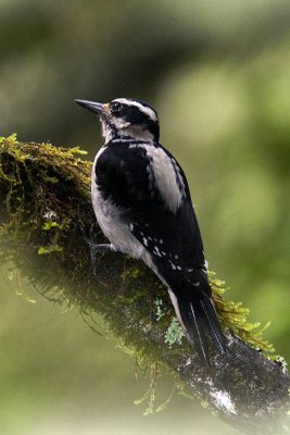 Female Hairy Woodpecker