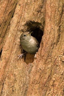 House Wren in Redwood nest hole.