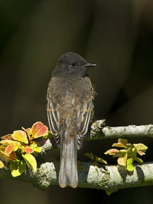 Juvenile Black Phoebe