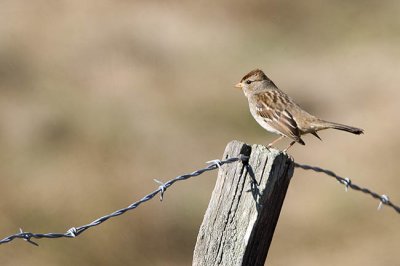 Golden-crowned Sparrow 1st winter