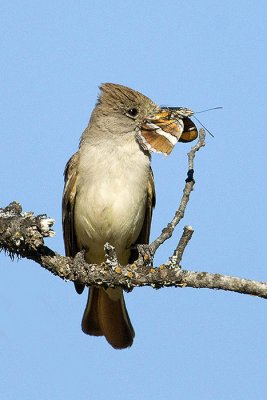 Ash-Throated Flycatcher with butterfly