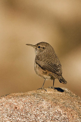 Rock Wren