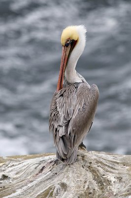 Brown Pelican
