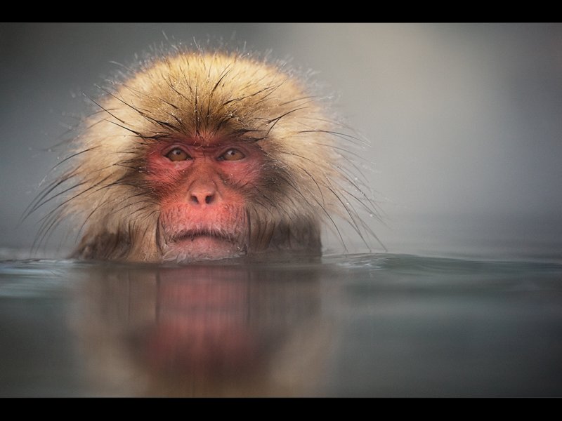 Snow Monkey 10