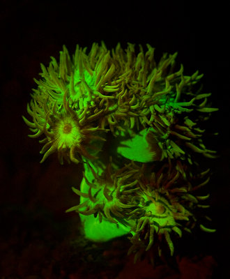 Duncan Coral
