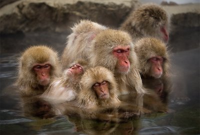 Snow Monkeys of Japan