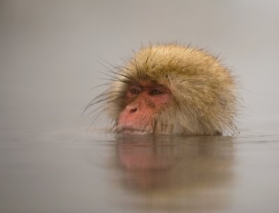 Snow Monkey youngster
