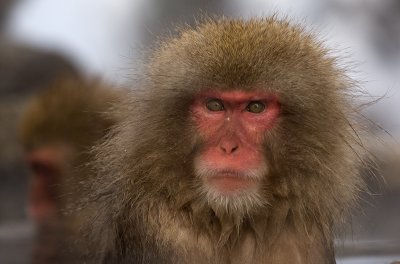 Japanese Macaque #3