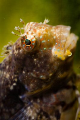 Algae Blennie.jpg