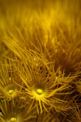 Yellow Polyps.jpg