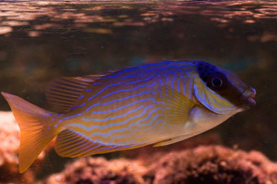 Masked Rabbitfish.jpg