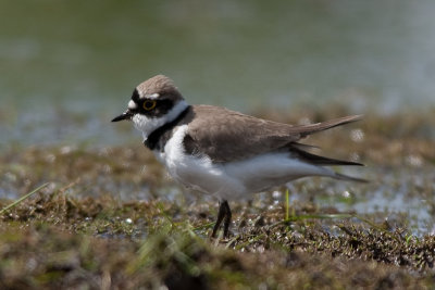 Little Ringed Plover