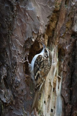 Treecreeper at nest