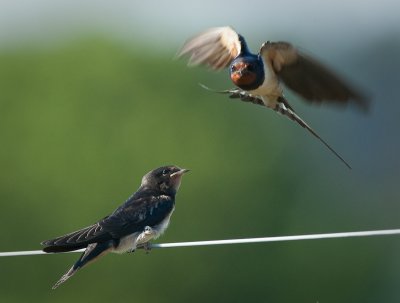 Swallows feeding 1 of 3.jpg