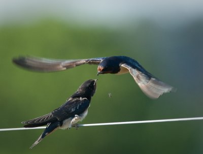 Swallows feeding 2 of 3.jpg