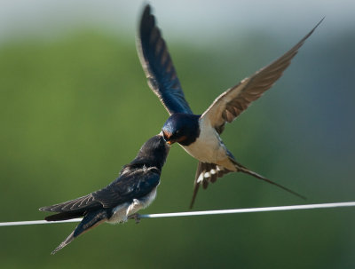 Swallows feeding 3 of 3