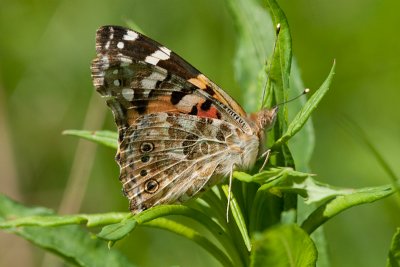 Painted Lady