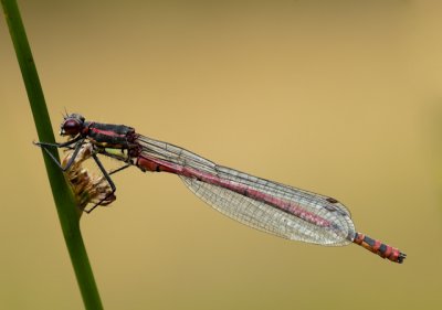 Large Red Damselfly