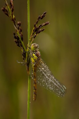 Common Darter in the rain